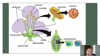 Развитие половых клеток у цветковых растений. Биология 10 класс.