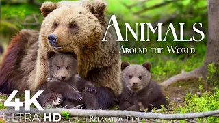 Cute Animals 4K 🌳 Animal Families - Relaxation Film by Peaceful Relaxing Music in Video Ultra HD