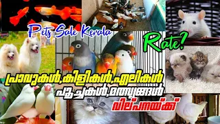 😻White Rat💛Exotic birds💙Cat🤗Pigeon💜Dog😊Fish Sale Kerala💖Pets sale kerala😍Pets farm kerala❤️Vlogs