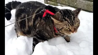 Реакция кота на первый снег; Cat's reaction to the first snow