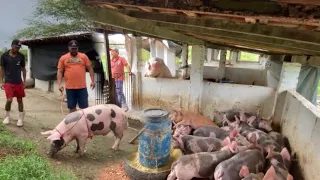 DIA DE ENTREGA E LOGO TEREMOS NOVIDADES NA NOSSA GRANJA 🙏🏼 #suinocultura