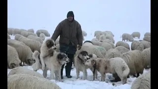 Oile și câinii ciobănești a lui Ilie | Maramureș - video 2018