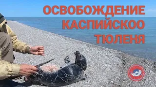 ОСВОБОЖДЕНИЕ КАСПИЙСКОГО ТЮЛЕНЯ ИЗ СЕТИ