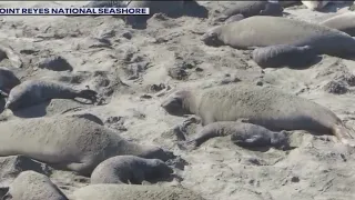 Why the elephant seals flick sand at Point Reyes National Seashore