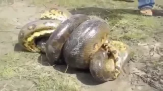 anaconda vs crocodile real fight to death 2016