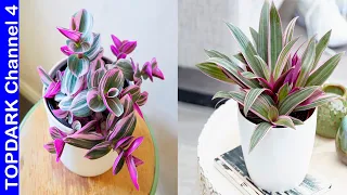 10 Variedades de Tradescantia