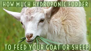 Hydroponic Fodder You need to feed Goats or Sheep