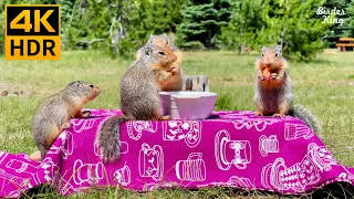 Cat TV for Cats to Watch 😺 The Cutest Squirrel Family's Picnic. Birds and Ducks. 🐦 8 Hours(4K HDR)