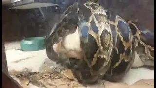 python kills live pig