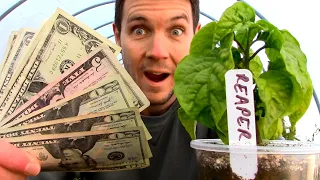 How to Make Money with Plants in Your Living Room | Propagate, Grow, and Sell Plants for Cash