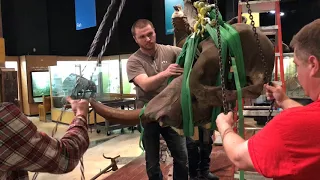 11,000-year-old mastodon skeleton disassembly