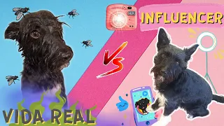 Perro INFLUENCER Vs VIDA REAL / Parodia Lana