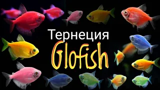 Тернеция Глофиш.Glofih