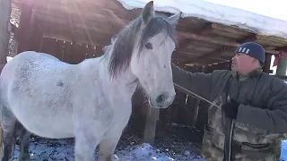 Как поймать дикую лошадь.