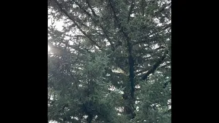 Kodiak Brown Bears Climb Trees