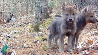 First-look at the wolf pups of the Vermilion River Pack