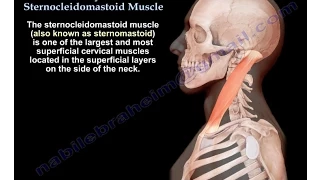 Anatomy Of The Sternocleidomastoid Muscle - Everything You Need To Know - Dr. Nabil Ebraheim