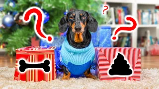 Who's My Secret Santa? Cute & Funny Dachshund Dog Video!