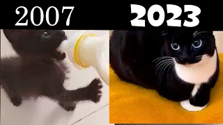 Evolution of Maxwell the Cat meme Real Life