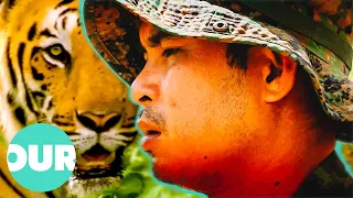 The 'King of Tigers' Who Protect The Rare Indochinese Tigers | Animal Black Ops | Our World