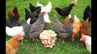 Galline Ovaiole: le 10 razze migliori per avere sempre uova fresche!