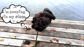 😄 I'M POOING IN MY SLEEP Australian black swan pooping duck bird pet animal video 😝 자면서 똥사는 블랙스완