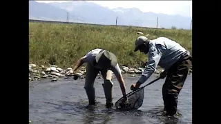 Fly Fishing Montana - Beaverhead, Ruby, Big Hole and Madison Rivers