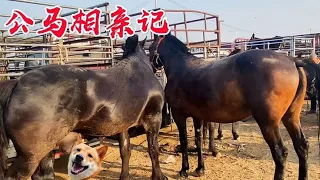 重型兒馬來相親，剛見到騍馬就焦躁不安，相親能成功嗎 #oddly satisfying #放鬆心情 #清理驢蹄 #清理馬蹄 #修理驢蹄