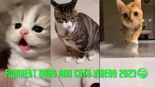 Funny Animal Videos 2023 😇- Funniest Dogs and Cats Videos 😁 #KDC3654 🔔👍 #146