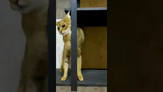 Чаузи Астрид не жалует полуночных гостей 😼