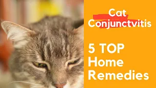 Cat's Eyes swollen and watery: Cat Conjunctivitis Treatment