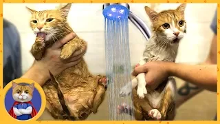 LIFEHACK - how to properly and safely for life bathe a cat