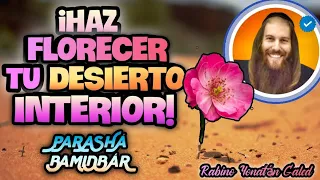 ¡HAZ FLORECER Tu DESIERTO Interior! - Parashá "BAMIDBÁR" | Rabino Yonatán Galed