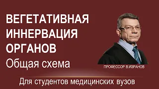 Вегетативная иннервация органов: общая схема