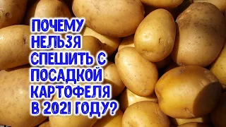 Почему нельзя спешить с посадкой картофеля весной 2021 года? Об этом надо знать обязательно