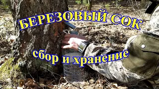 Как собрать и сохранить березовый сок