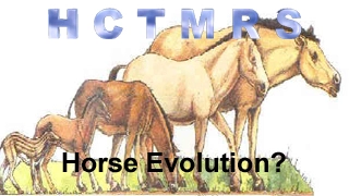 How Creationism Taught Me Real Science 56 Horse Evolution?