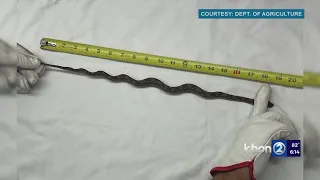 Snake slithers onto ship headed to Honolulu Harbor