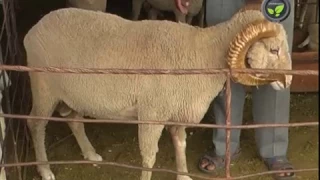Problem of Inbreeding in Sheep, Gestation, Lambing and Lamb Care