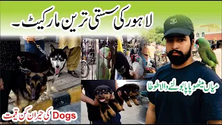 Birds Market Lahore | Birds and Dogs Rate | Sasti Market | tolintal market | Public Review | PMT