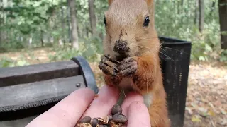 Милая и запасливая белочка / Cute and thrifty squirrel