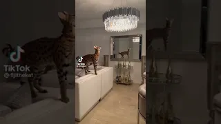 Cat vs chandelier #shorts #trending #viral #tiktok #subscribe