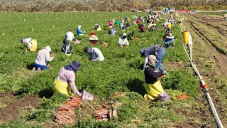 How American Farm Workers Harvest Millions Of Tons Of Vegetables - Farming Documentary