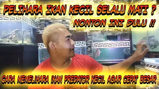 CARA MEMELIHARA IKAN PREDATOR KECIL AGAR CEPAT BESAR