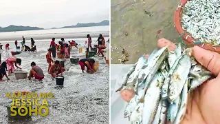 Dalampasigan sa Masbate, nabalot ng tone-toneladang isda! | Kapuso Mo, Jessica Soho