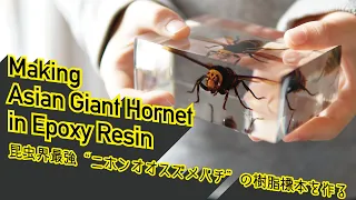 オオスズメバチの樹脂標本を作る | Making Asian Giant Hornet in Epoxy Resin