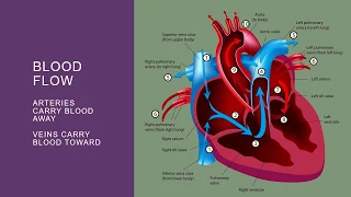 NUR 2030 Jarvis Ch 19 Heart and Neck Vessels