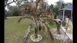 Cold Damage on Palms