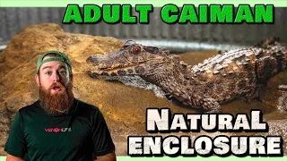 Building A Natural Adult CAIMAN ENCLOSURE!