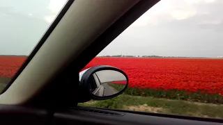 Driving along a red tulip field